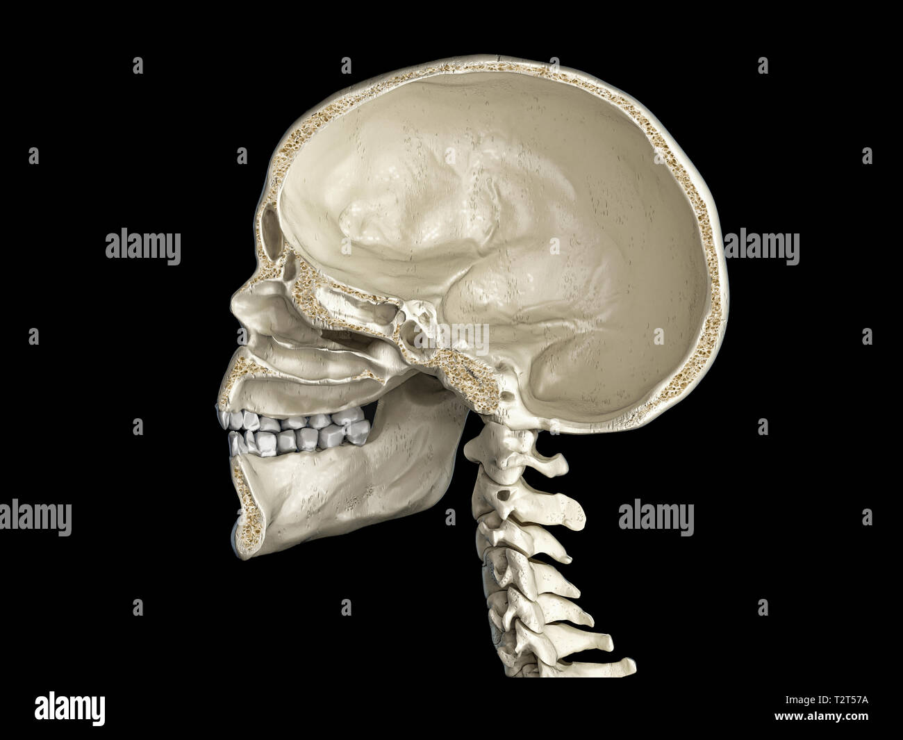 Menschlicher Schädel mittlere sagittale Querschnitt, Seitenansicht. Auf schwarzem Hintergrund. Stockfoto