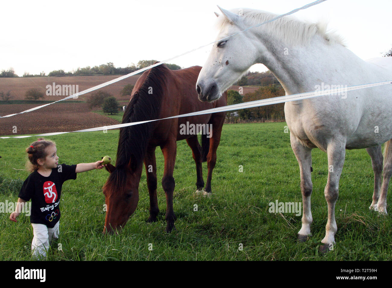 Jeune fille Donnant à manger à des chevaux dans un Pré Stockfoto