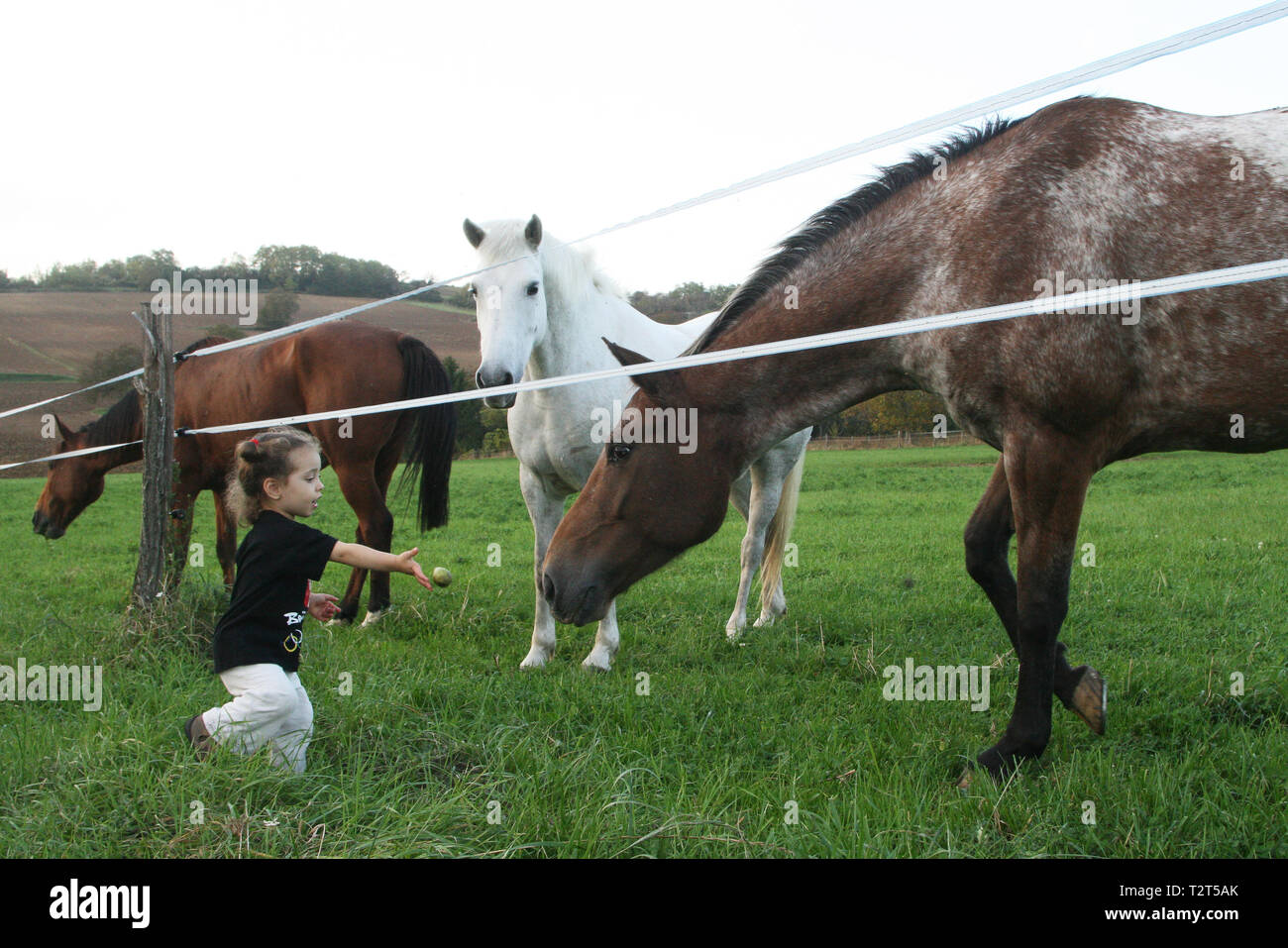Jeune fille Donnant à manger à des chevaux dans un Pré Stockfoto