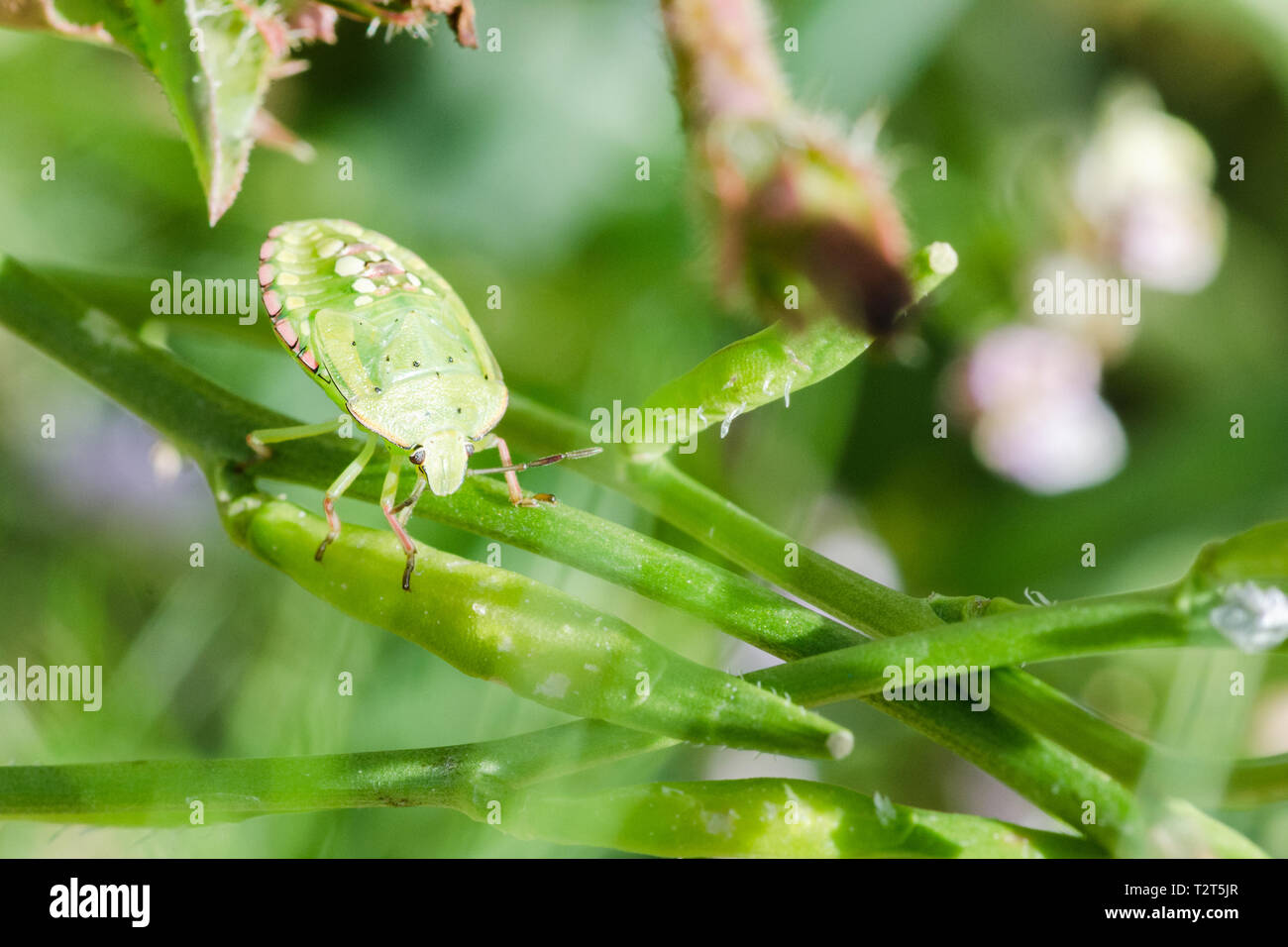 Grünes Schild bug Stockfoto