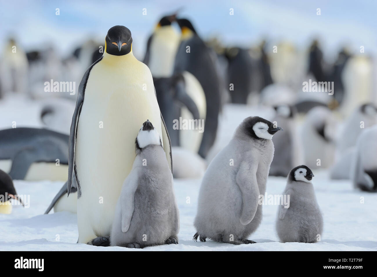 Kaiserpinguine, Aptenodytes forsteri, Pinguin Kolonie mit Erwachsenen und Küken, Snow Hill Island, Antartic Peninsula, Antarktis Stockfoto