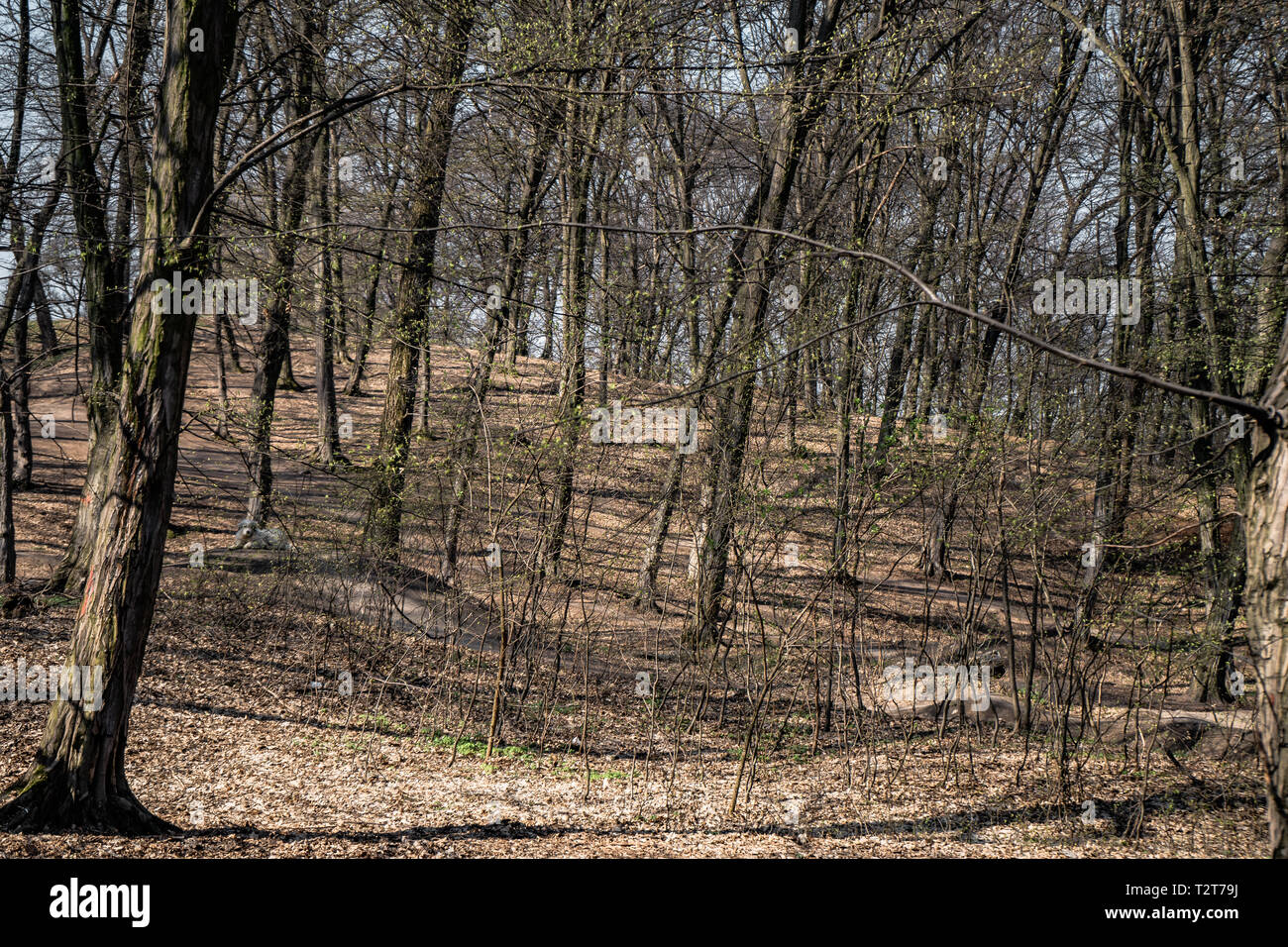 Hoia Baciu - Haunted Forest, Rumänien, ein Ort, wo seltsame Dinge passiert Stockfoto