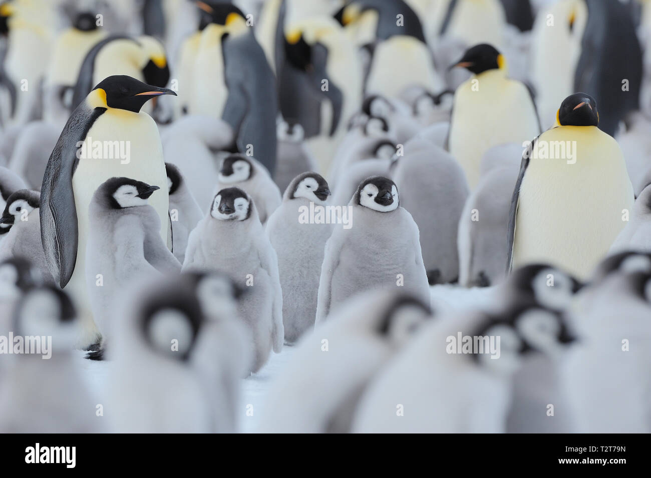 Kaiserpinguine, Aptenodytes forsteri, Pinguin Kolonie mit Erwachsenen und Küken, Snow Hill Island, Antartic Peninsula, Antarktis Stockfoto