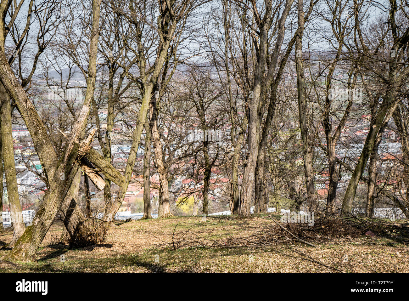 Hoia Baciu - Haunted Forest, Rumänien, ein Ort, wo seltsame Dinge passiert Stockfoto