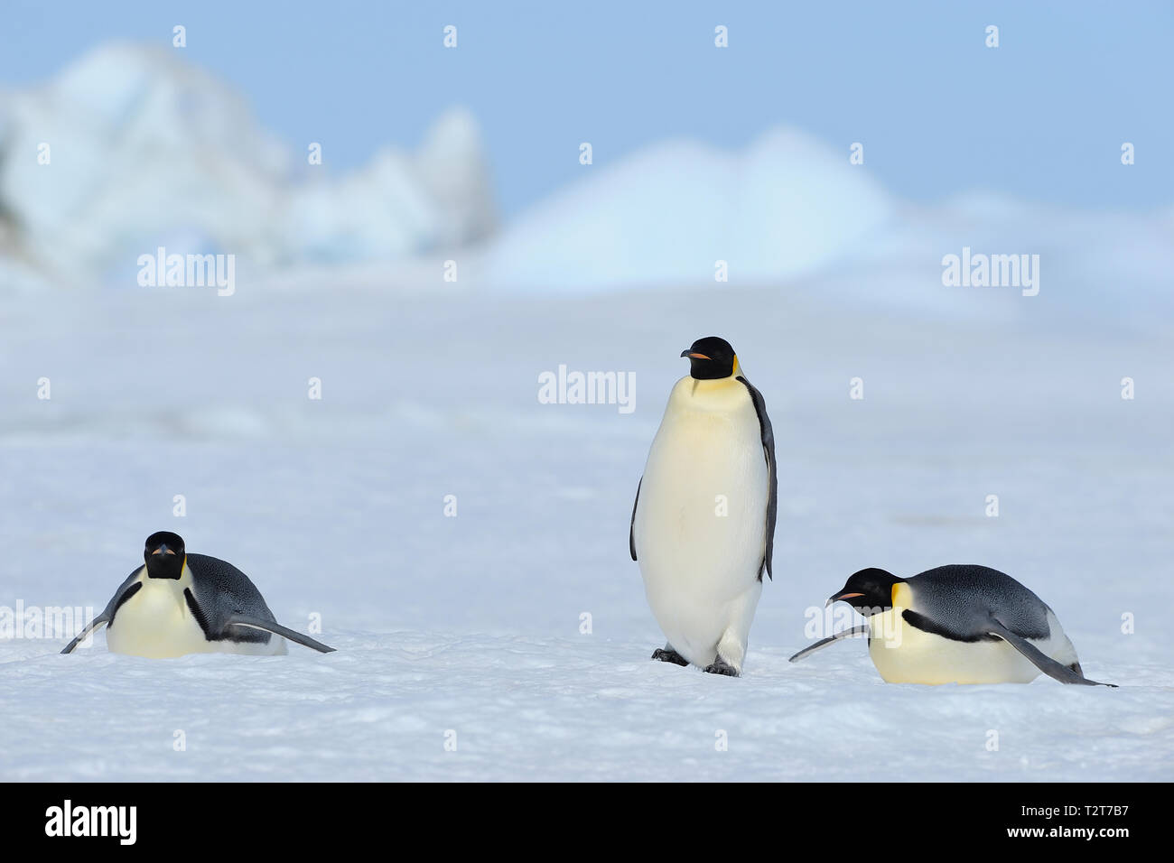 Kaiserpinguine, Aptenodytes forsteri, Erwachsene liegen auf Eis, Snow Hill Island, Antartic Peninsula, Antarktis Stockfoto