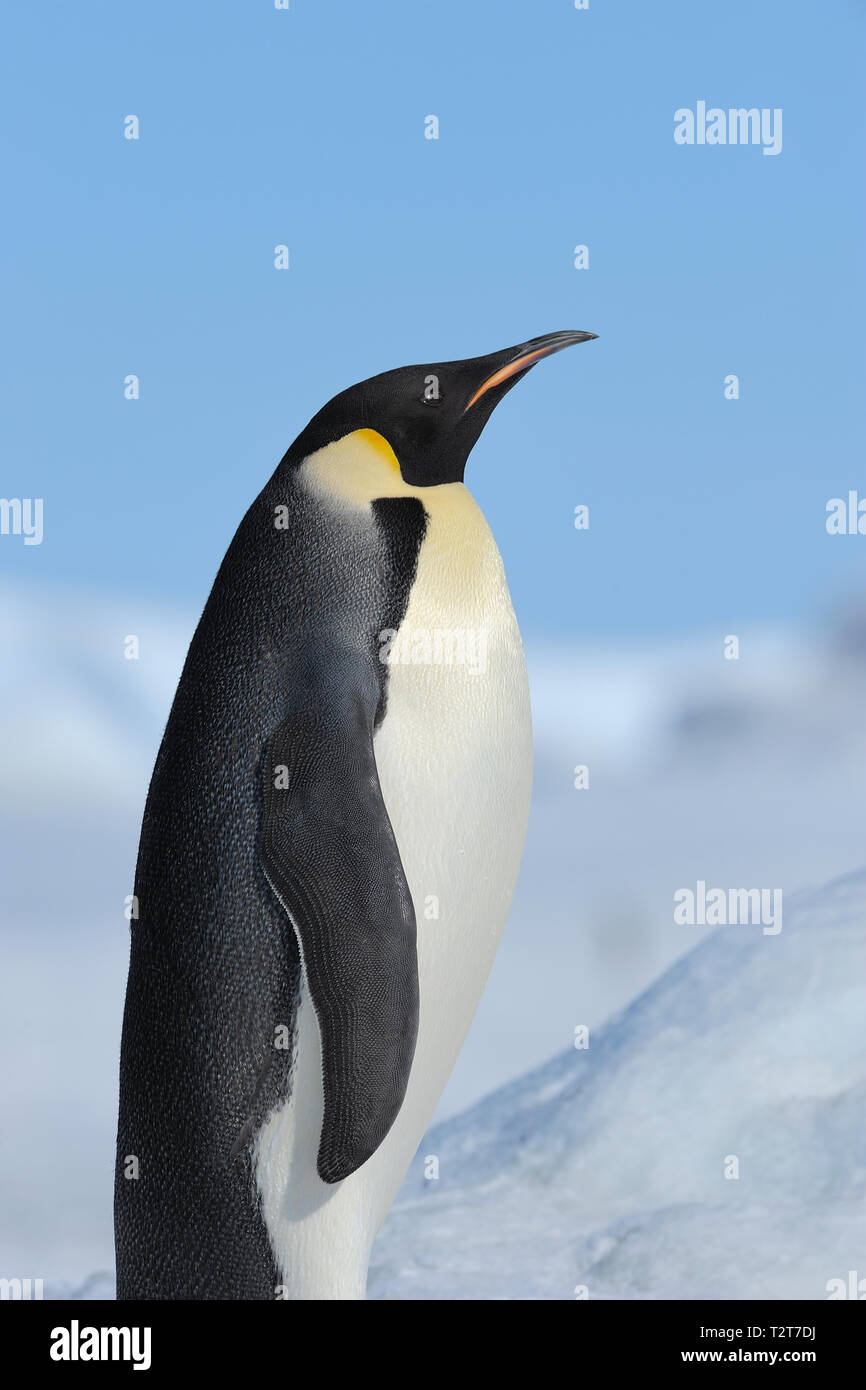 Kaiserpinguine, Aptenodytes forsteri, Porträt, Snow Hill Island, Antartic Peninsula, Antarktis Stockfoto