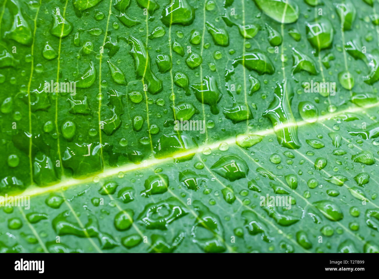 Makro Wassertropfen auf einem grünen Blatt für natürliche Hintergrund Stockfoto