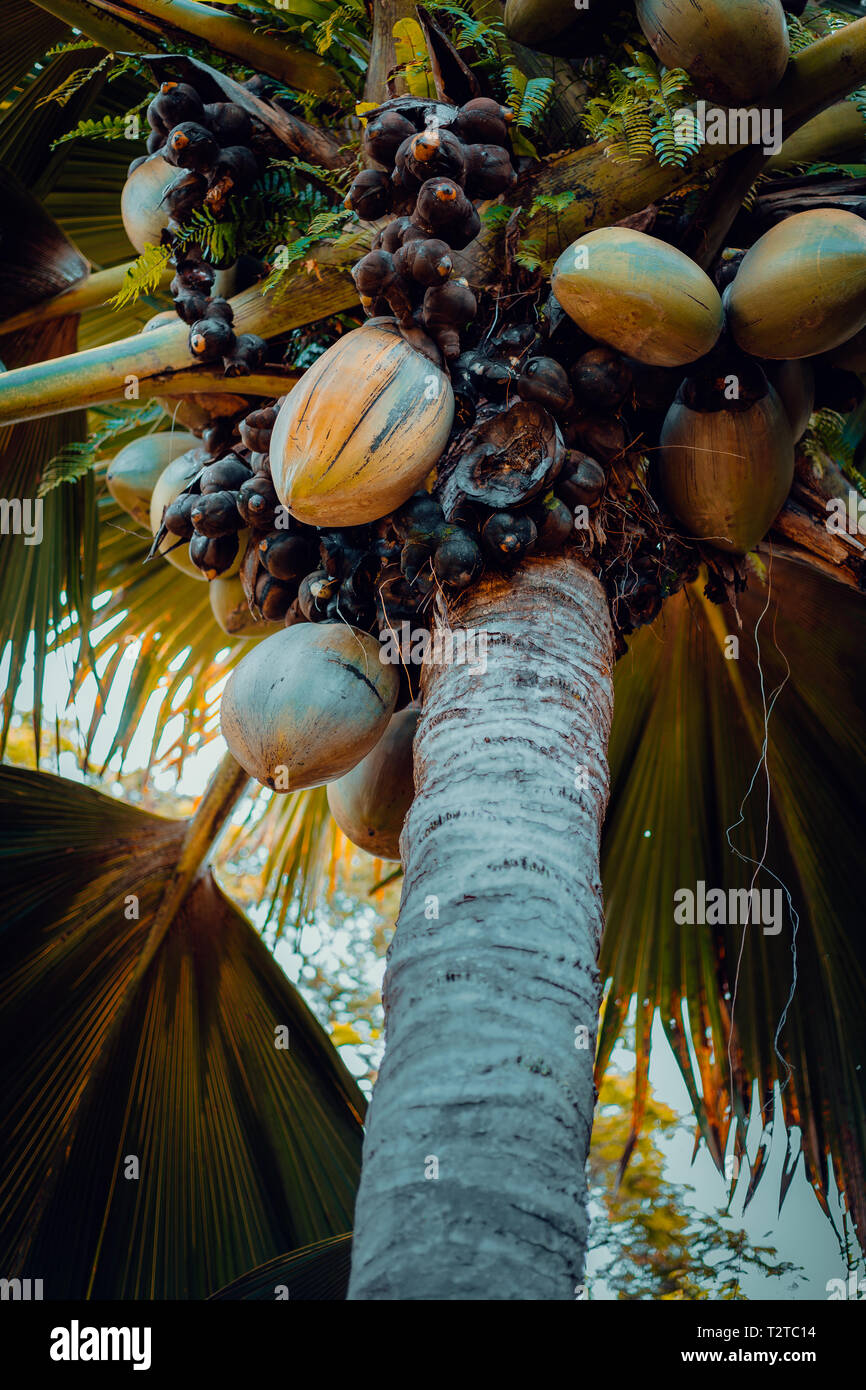 Nahaufnahme von Thefamous Coco de Mer Kokosnuss Palmen im Botanischen Garten von Mahe, Seychellen. Stockfoto