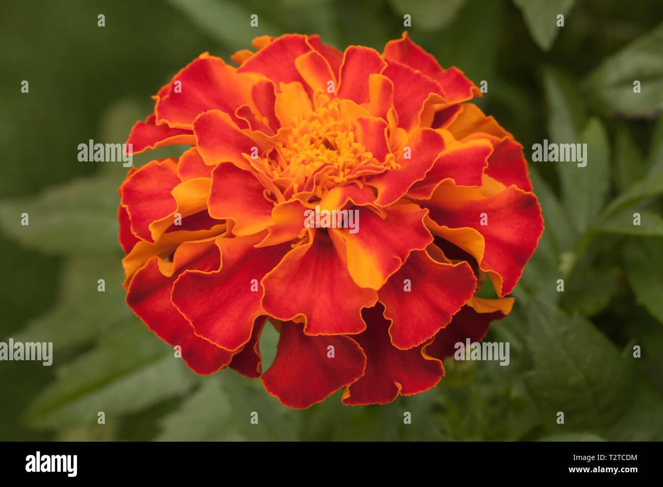 Afro-French Ringelblume 'Zenith Rot', Tagetes Patula x Erecta Stockfoto