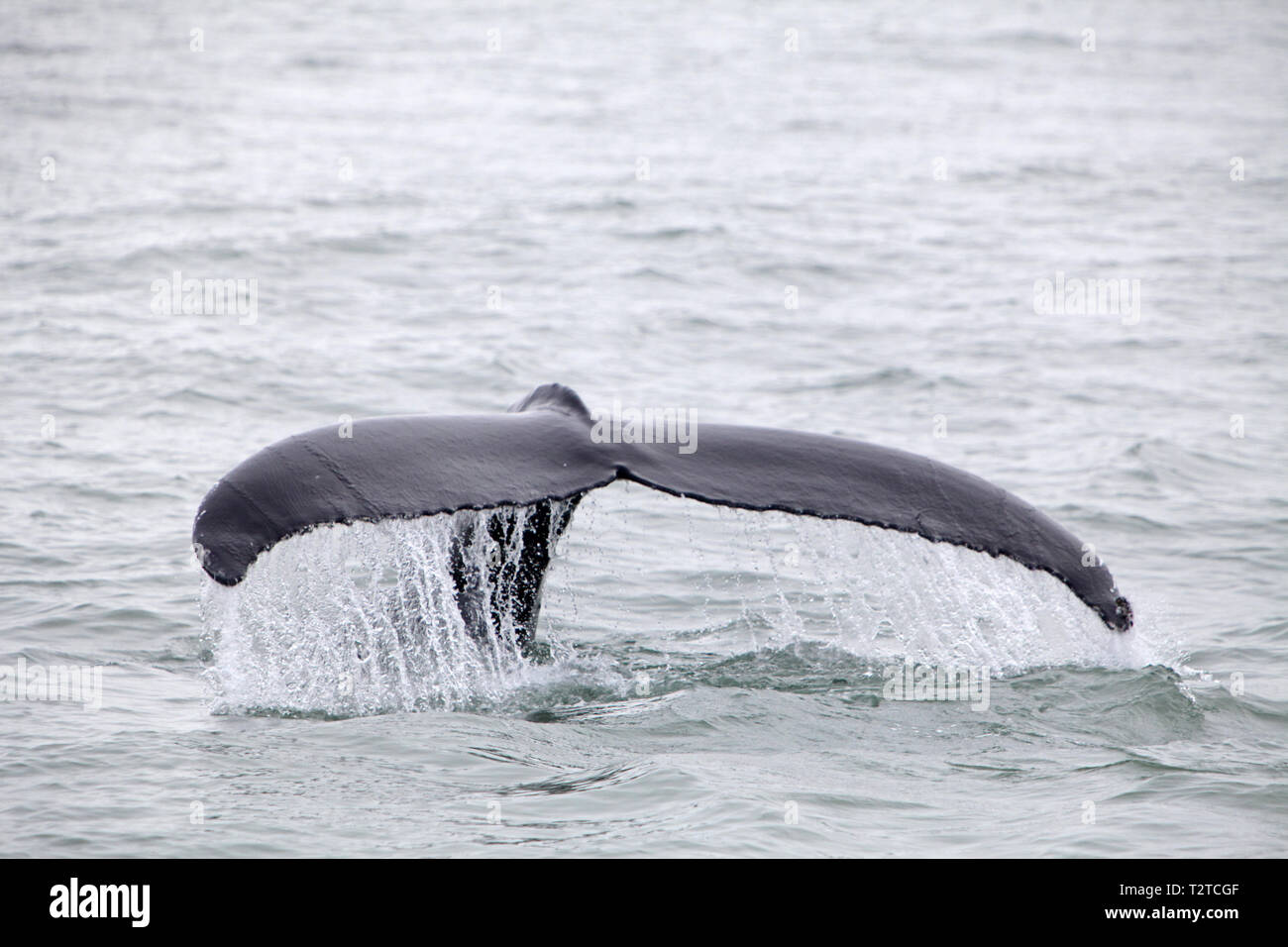 Schwanzflosse der mächtige Buckelwale (Impressionen Novaeangliae) aus dem Boot in der Nähe von Husavik, Island gesehen Stockfoto