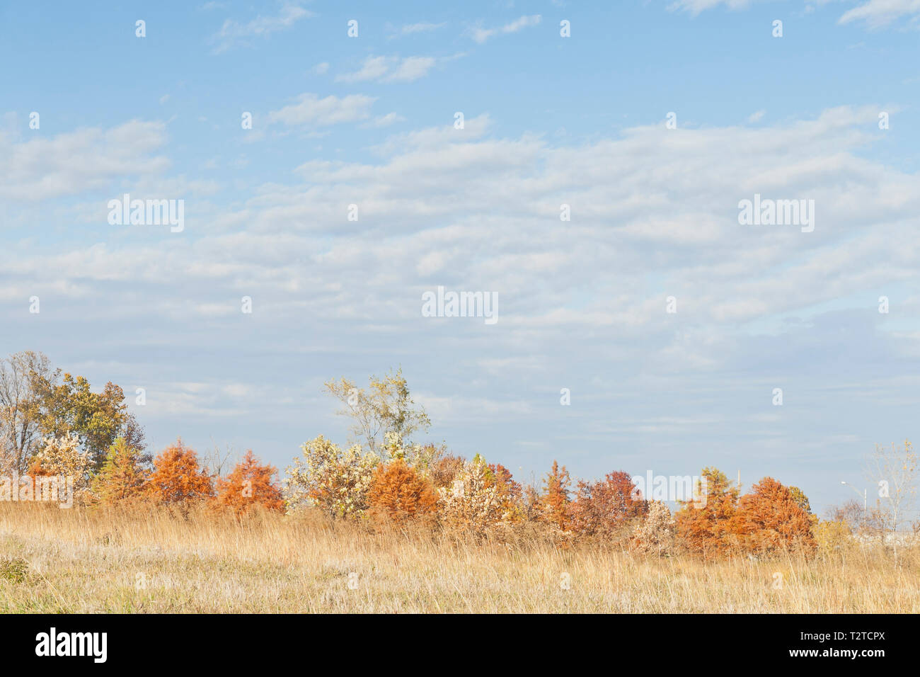 Die Erde - Getönten Farben des kahlen Zypresse in Bellefontaine Conservation Area im Herbst nicht den Glanz aus der sonnenbeschienenen Altocumului. Stockfoto