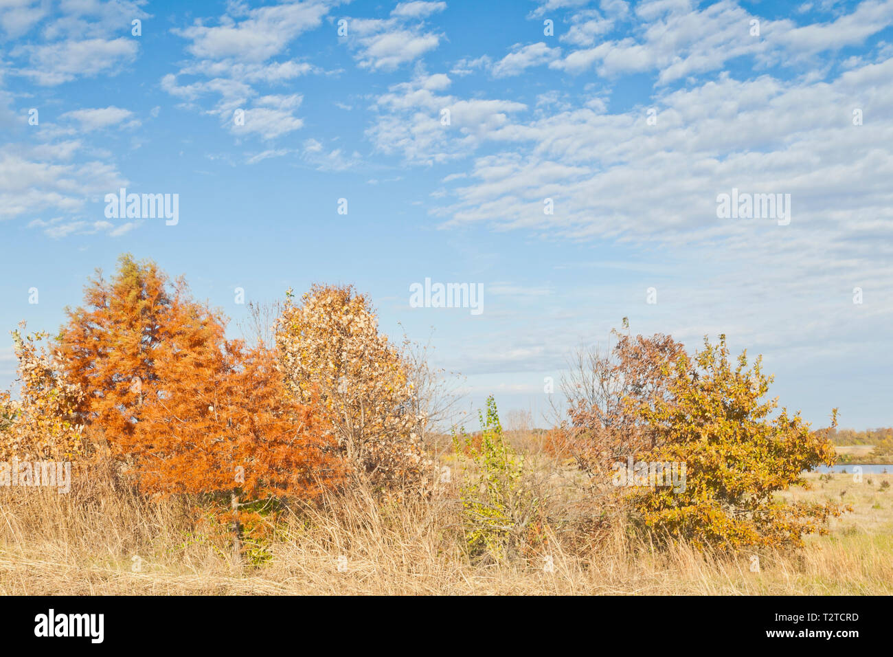 Die Erde - Getönten Farben des kahlen Zypresse in Bellefontaine Conservation Area im Herbst nicht den Glanz aus der sonnenbeschienenen Altocumului. Stockfoto