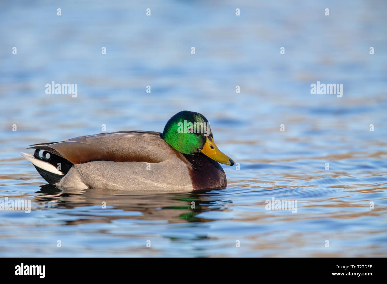 Stockente (Anas platyrhynchos) Schwimmen in einem See im Naturschutzgebiet Moenchbruch in der Nähe von Frankfurt, Deutschland. Stockfoto