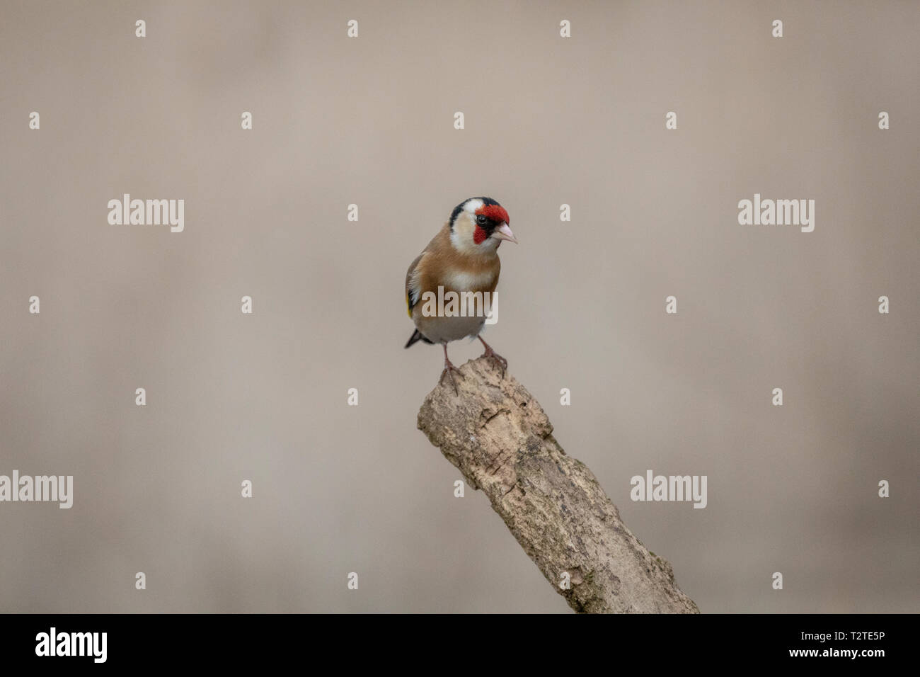 Männliche Stieglitz (Carduelis carduelis) an der Spitze der abgesägte Ast mit schönen Bokeh Hintergrund thront Stockfoto