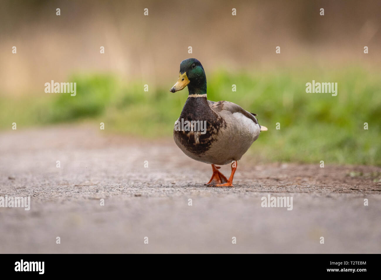 Mallard Ente (Anas platyrhynchos)Wandern auf Pfad mit grünem Gras Hintergrund Stockfoto