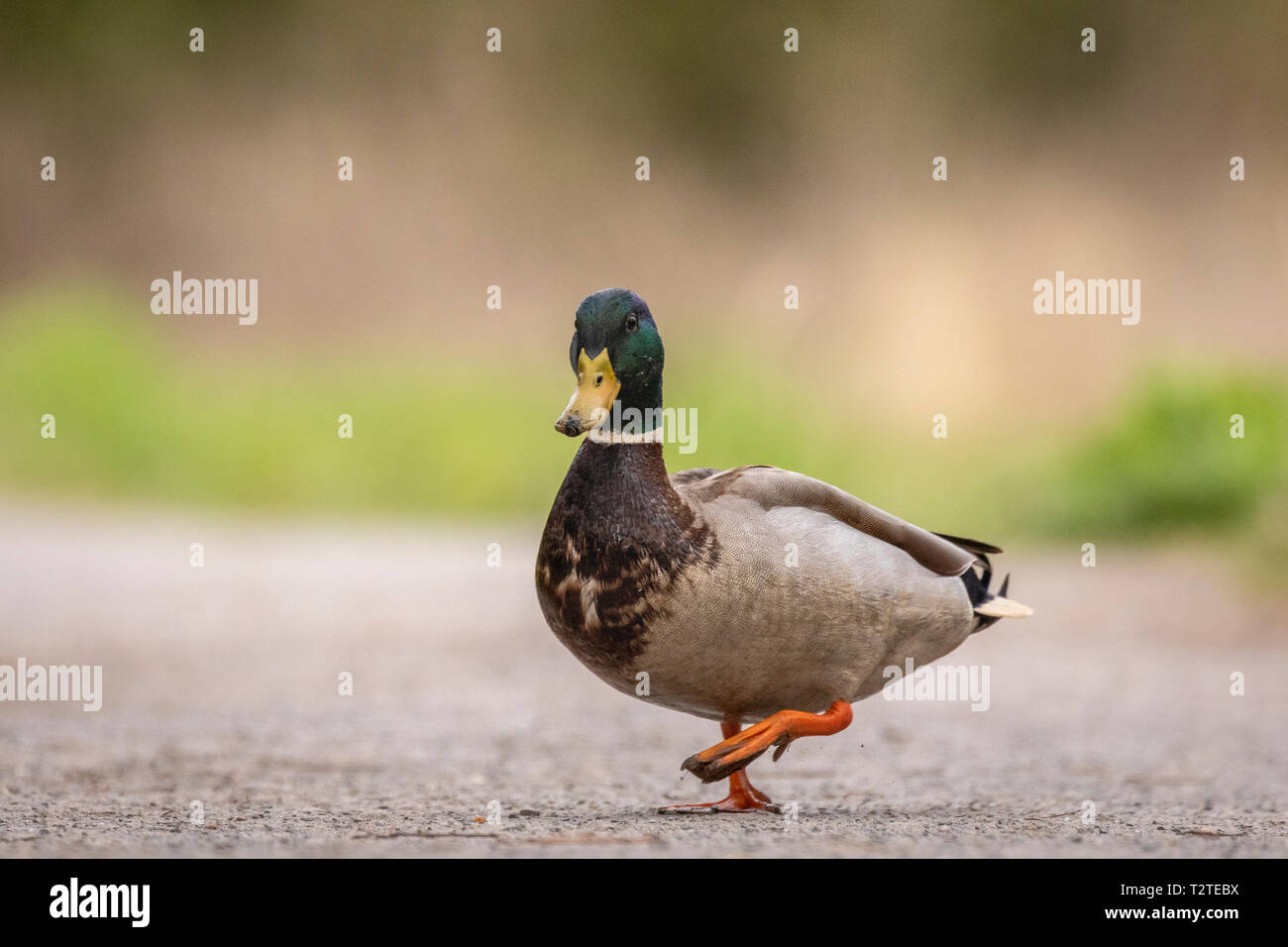 Mallard Ente (Anas platyrhynchos)Wandern auf Pfad mit grünem Gras Hintergrund Stockfoto