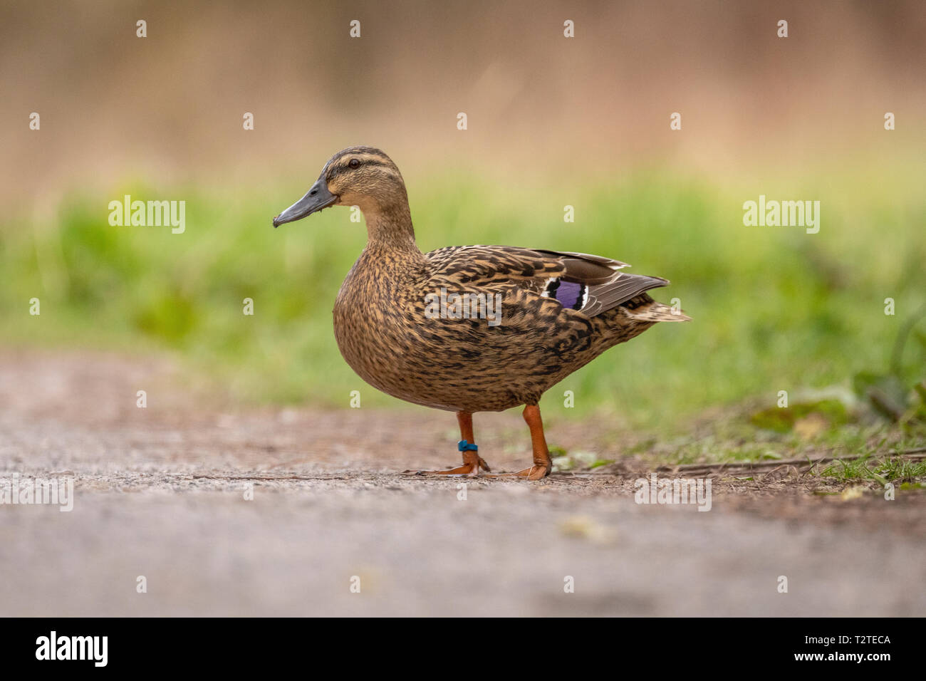 Mallard Ente (Anas platyrhynchos)Wandern auf Pfad mit grünem Gras Hintergrund Stockfoto