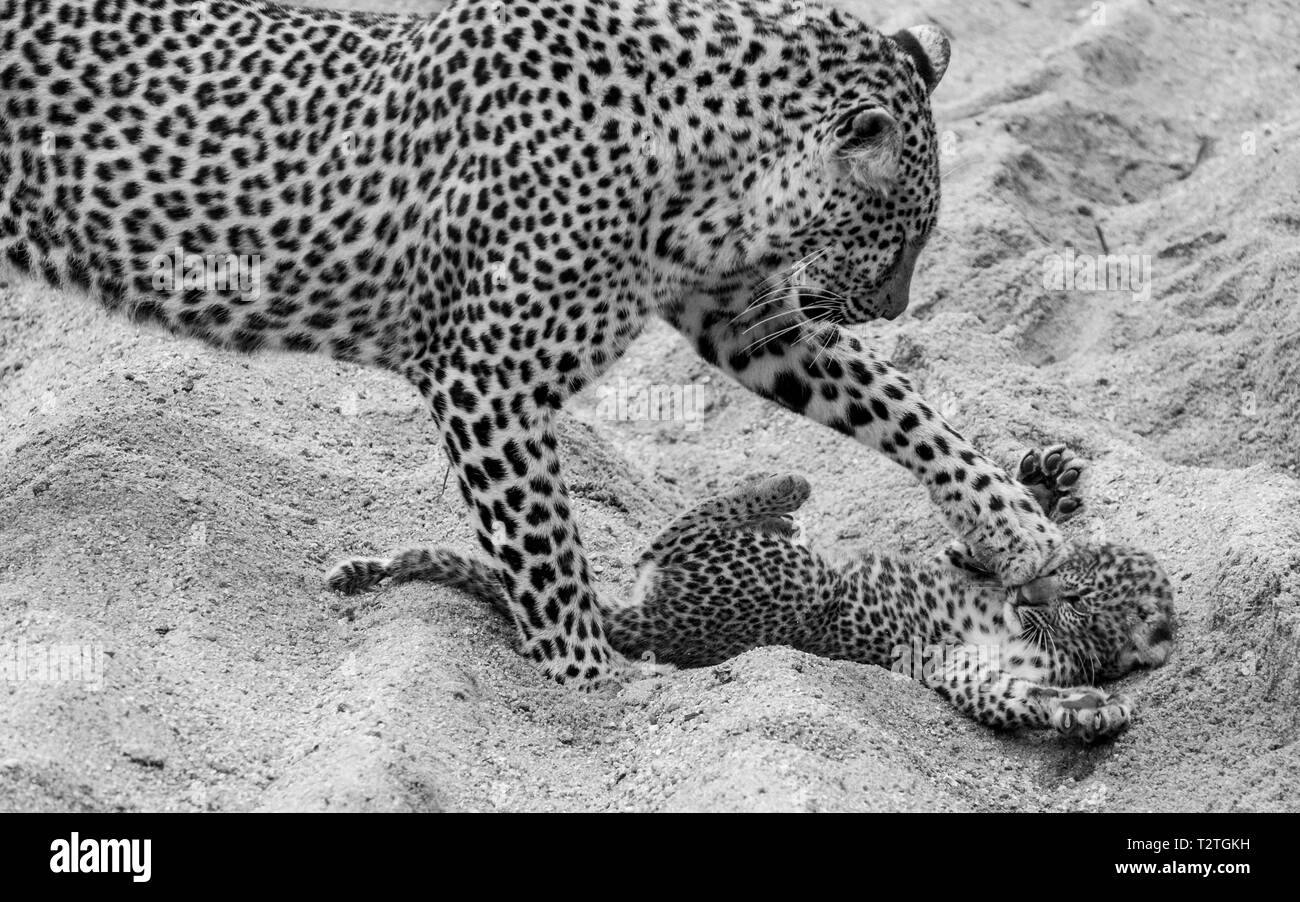 Mutter leopard harmlos spielen mit ihren Jungen cub im Sand an Sabi Sands Safari Park, Krüger, Südafrika. Stockfoto