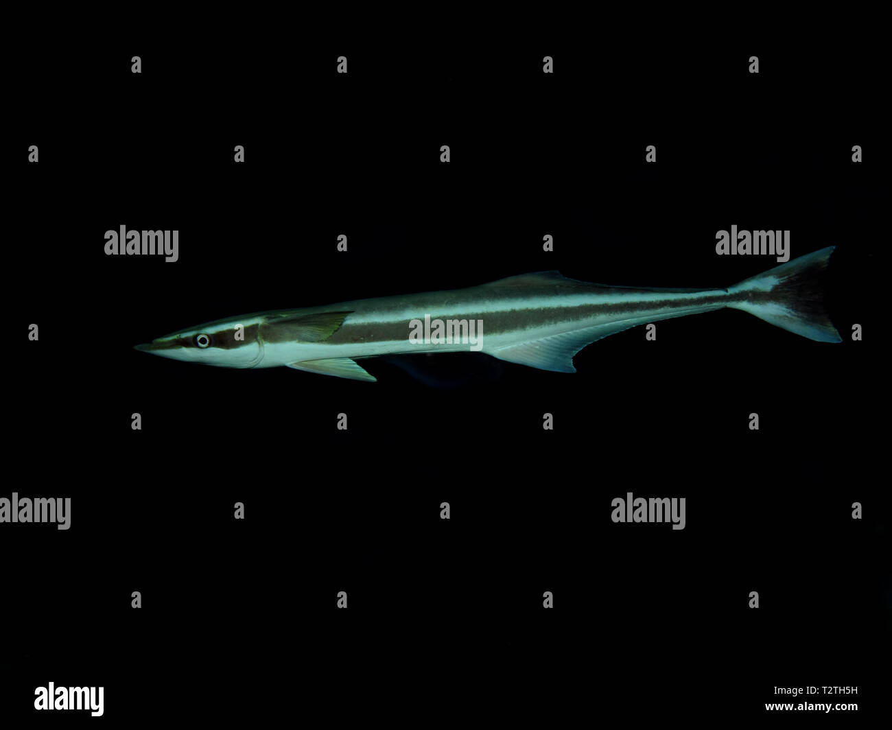 Sharksucker (Echeneis Naucrates) Stockfoto