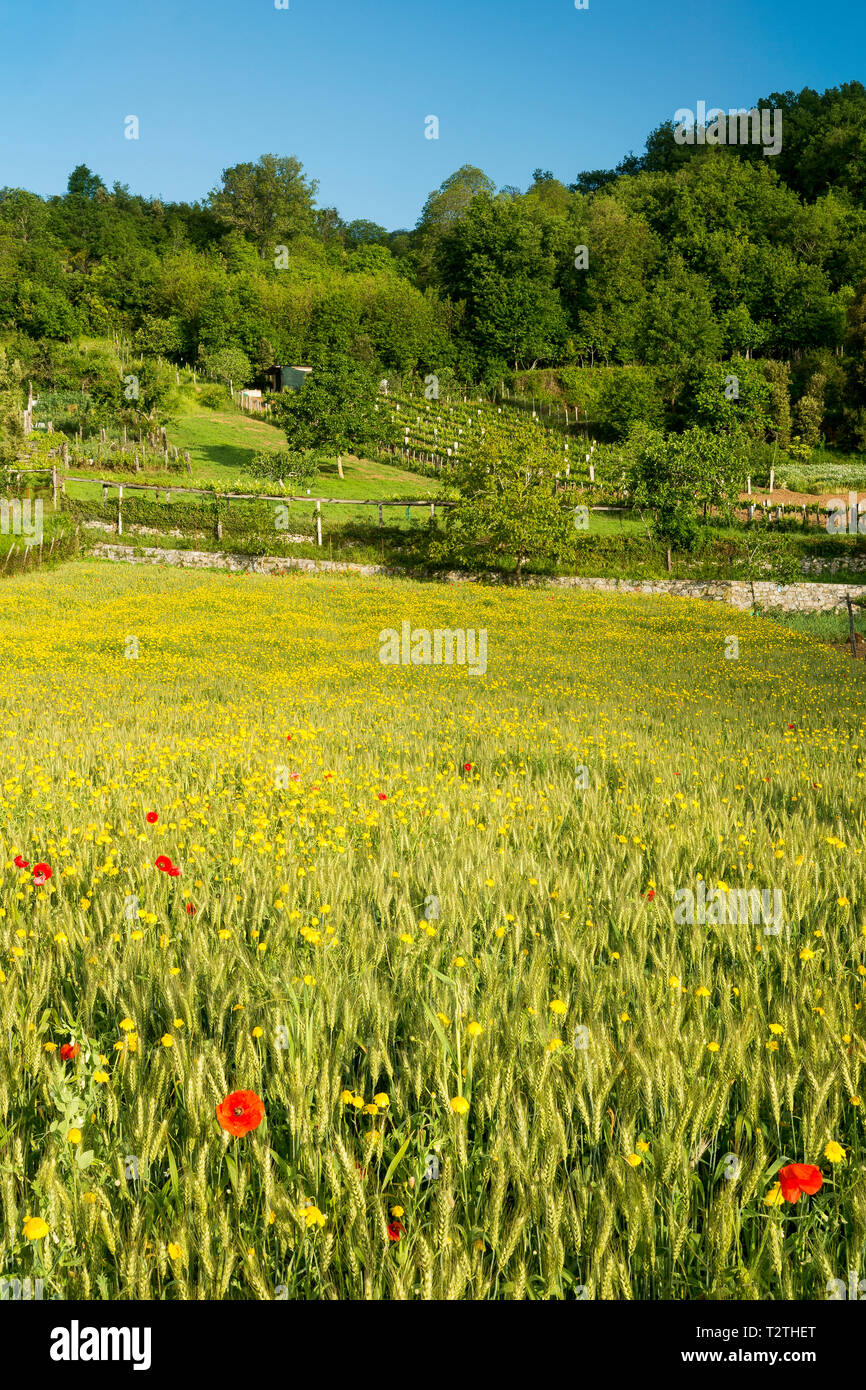 Italien, Kampanien, Cilento Nationalpark, Masseta und Infreschi Marine Protected Area, Ackerland, Weizenfeld, Girlande, Chrysantheme, common Poppy Stockfoto