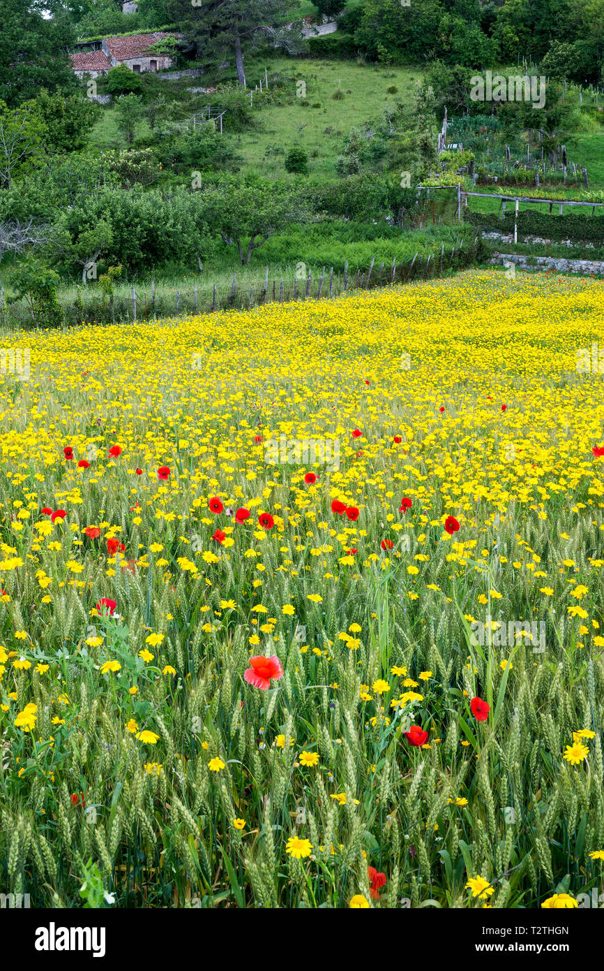 Italien, Kampanien, Cilento Nationalpark, Masseta und Infreschi Marine Protected Area, Ackerland, Weizenfeld, Girlande, Chrysantheme, common Poppy Stockfoto