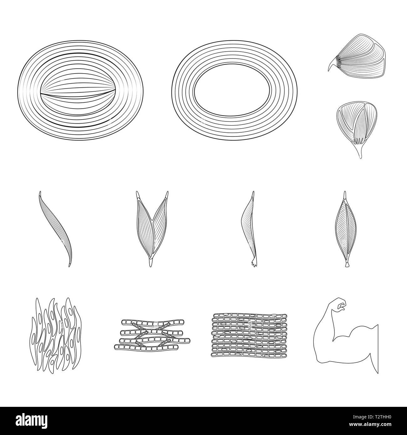 Vektor Design der Faser und muskulös Symbol. Satz von Faser- und Körper Symbol für das Web. Stock Vektor