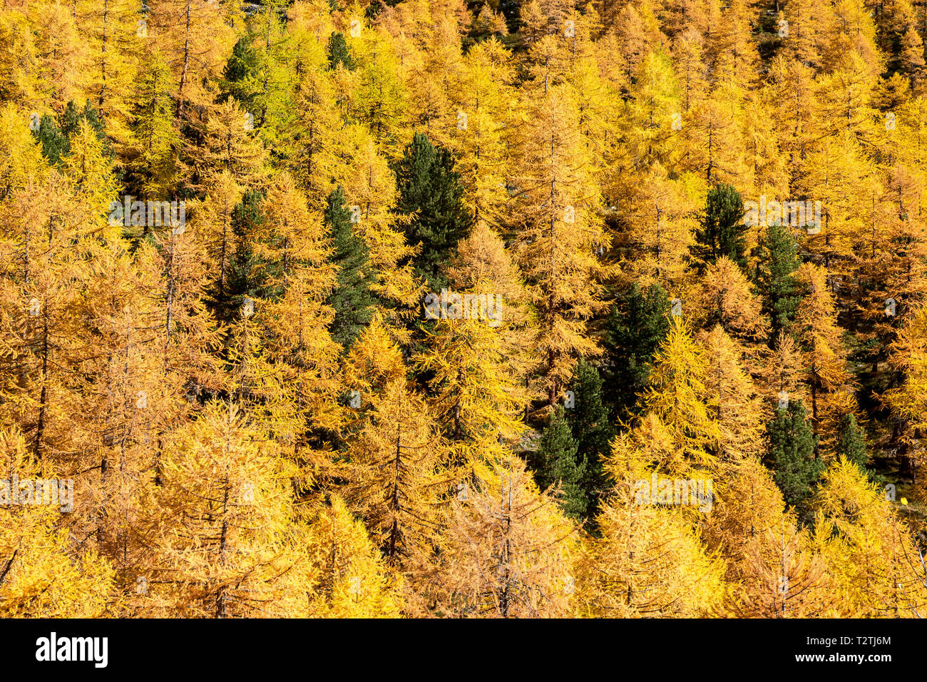 Italien, Aostatal, Nationalpark Gran Paradiso Rhemes Tal, europäischen Lärchen Wald im Herbst und die Zirbe (Pinus cembra) Stockfoto