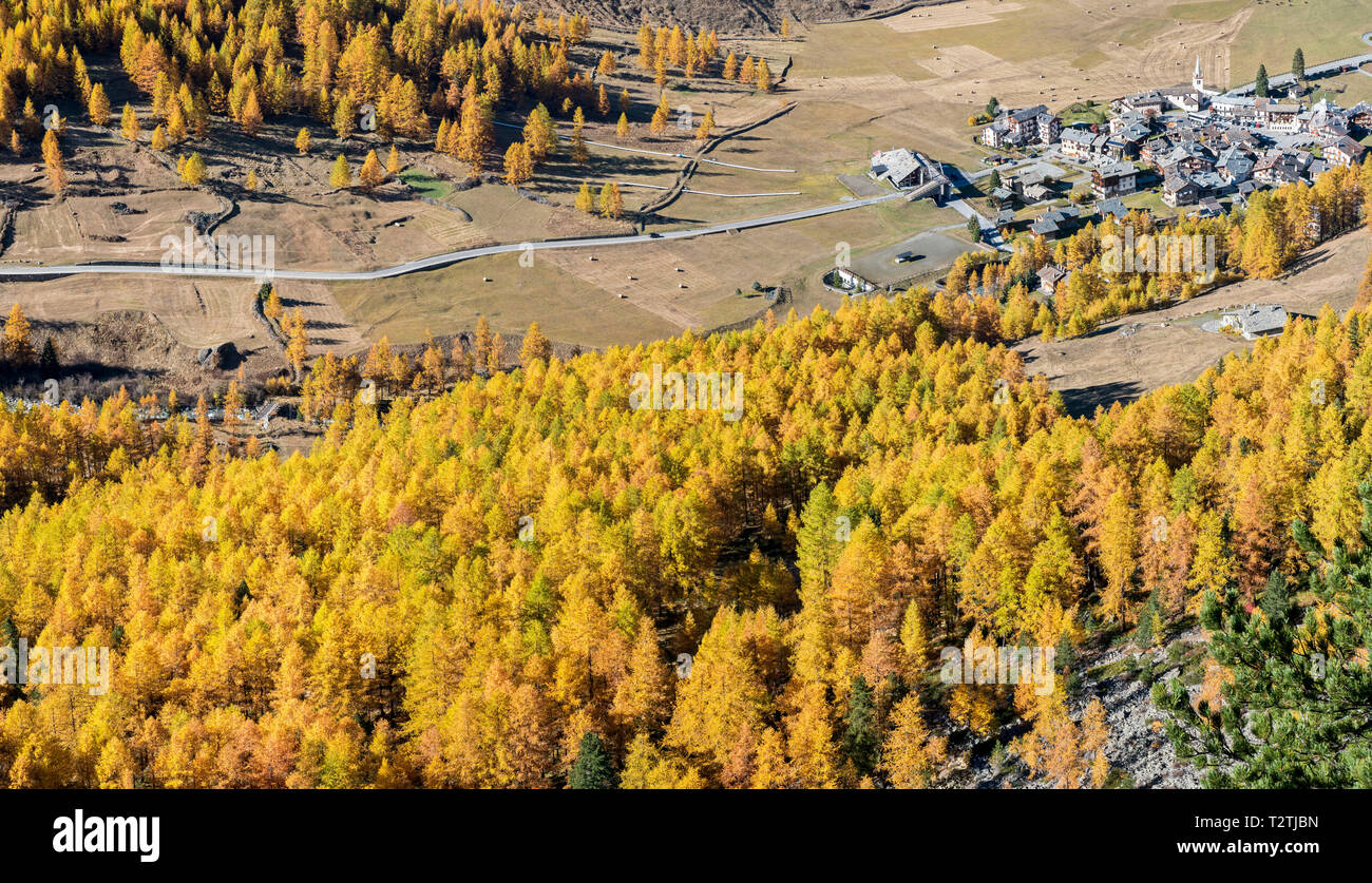 Italien, Aostatal, Nationalpark Gran Paradiso Rhemes Tal, europäischen Lärchen Wald im Herbst und die Zirbe (Pinus cembra), - Rhemes-Notre Dame Alpine Village Stockfoto