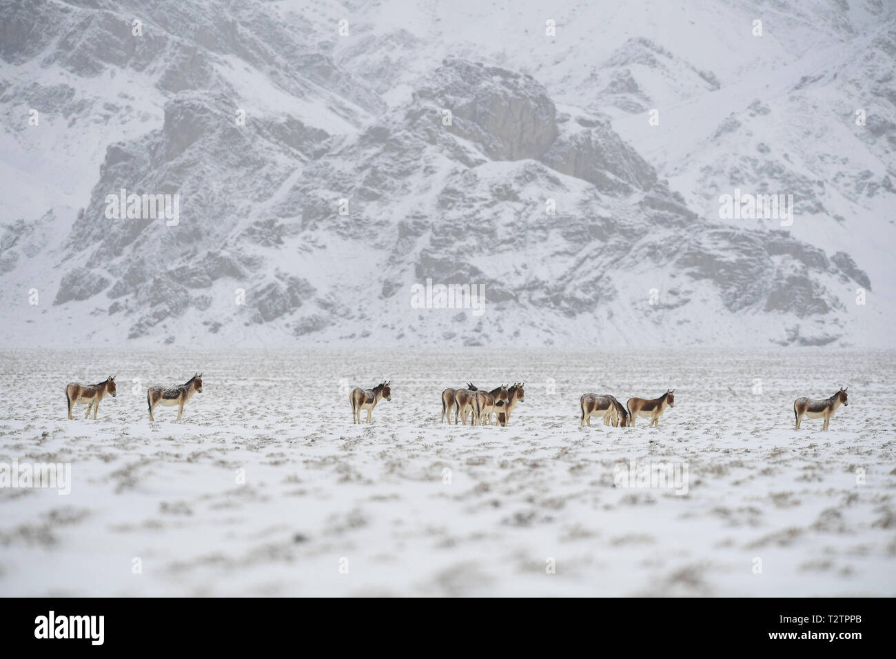 Urumqi. 1 Apr, 2019. Kiangs sind im Altun Bergen National Nature Reserve im Nordwesten Chinas Autonome Region Xinjiang Uygur, April 1, 2019 gesehen. Credit: Hu Huhu/Xinhua/Alamy leben Nachrichten Stockfoto