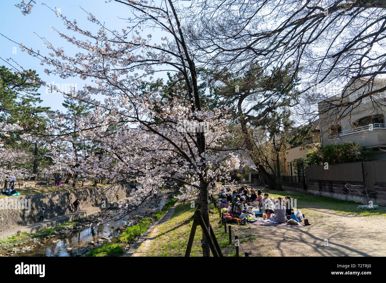 Menschen versammelt, die kirschblüten zu sehen, "Hana-mi', oder das traditionelle Picknick unter ihnen haben in der warmen Frühlingssonne an Shukugawa, in der Nähe der Nishinomiya in Japan. Ein beliebter Aussichtspunkt, mit einer Reihe von Cherry Blossom Bäume auf beiden Seiten des Flusses. Stockfoto