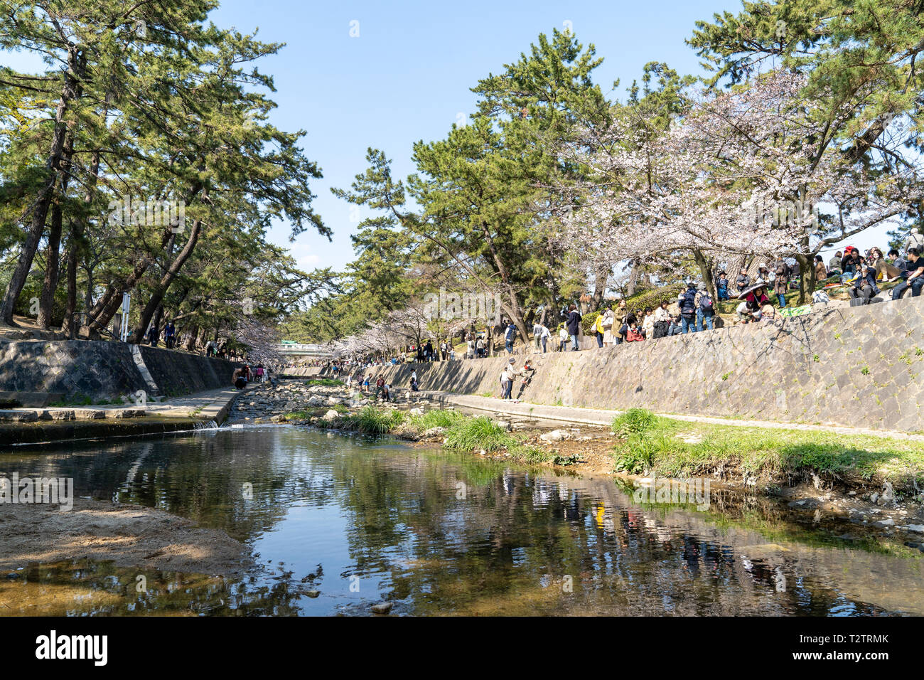 Menschen versammelt, die kirschblüten zu sehen, "Hana-mi', oder das traditionelle Picknick unter ihnen haben in der warmen Frühlingssonne an Shukugawa, in der Nähe der Nishinomiya in Japan. Ein beliebter Aussichtspunkt, mit einer Reihe von Cherry Blossom Bäume auf beiden Seiten des Flusses. Stockfoto