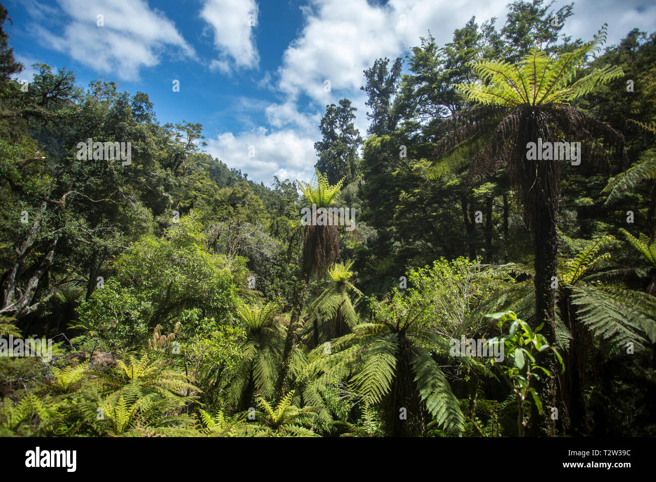 Gemischt Buche und Baum Farn Wald, See Waikaremoana, Te Urewera National Park, North Island, Neuseeland. Stockfoto