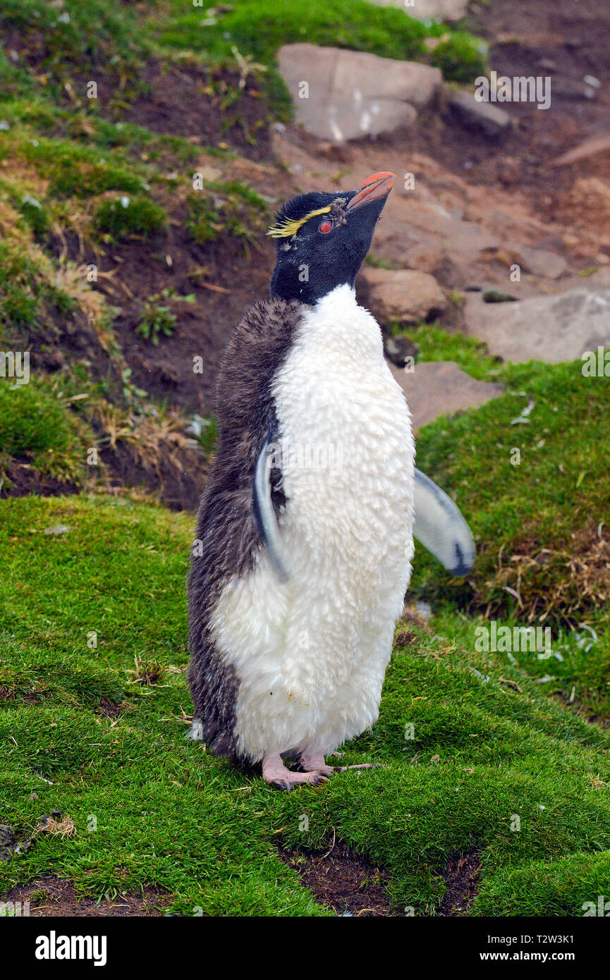Südliche rockhopper Penguin oder Rockhopper penguin (Eudyptes chrysocome), Erwachsener, Karkasse Island, Falkland Inseln, Großbritannien Stockfoto