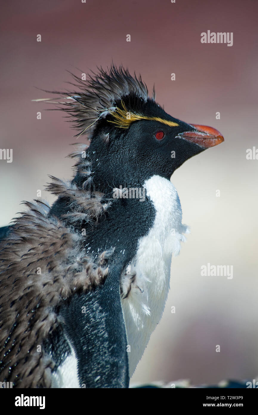 Südliche rockhopper Penguin oder Rockhopper penguin (Eudyptes chrysocome), Mauser, Punta Delgada, Patagonien, Argentinien Stockfoto
