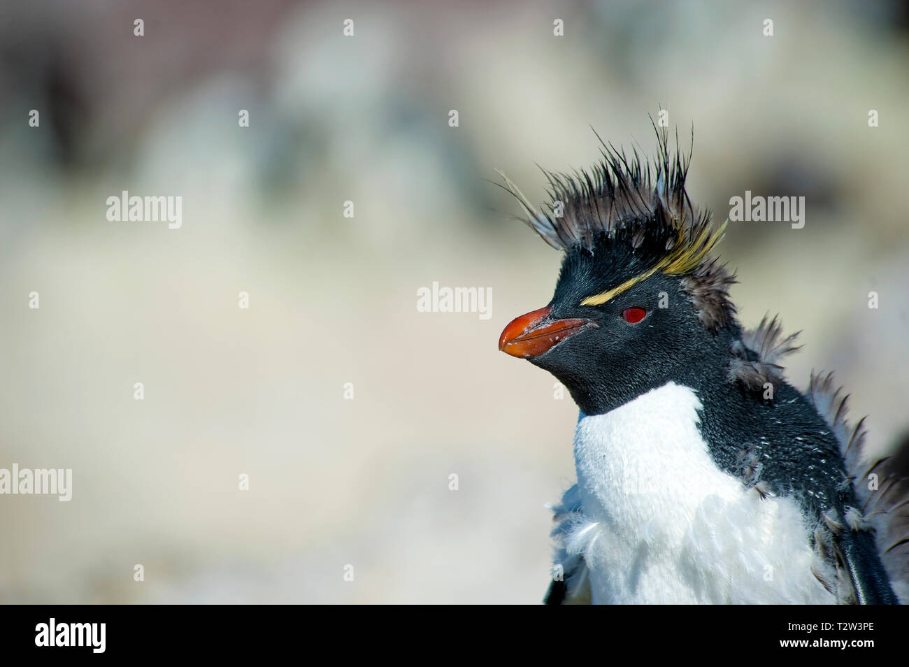 Südliche rockhopper Penguin oder Rockhopper penguin (Eudyptes chrysocome), Mauser, Punta Delgada, Patagonien, Argentinien Stockfoto