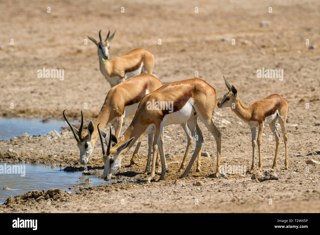 Springbock - Antidorcas marsupialis, schöne iconic antelop von Southern African Büsche und Ebenen, Etosha National Park, Namibia. Stockfoto