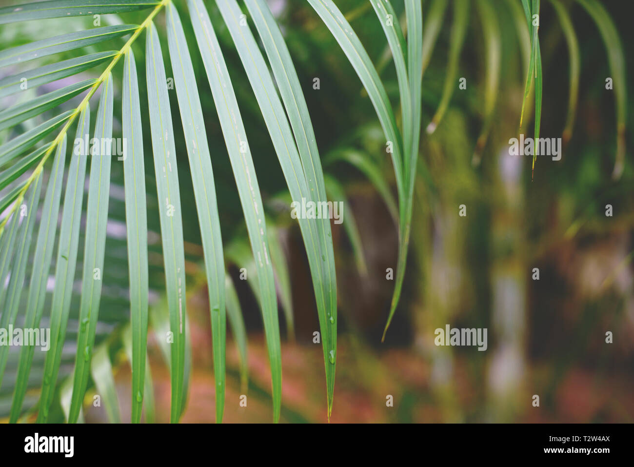 Von tropischen Palmen Blätter, verschwommenen Hintergrund. Sonnenlicht auf Palmblättern, an den Sommer. Stockfoto