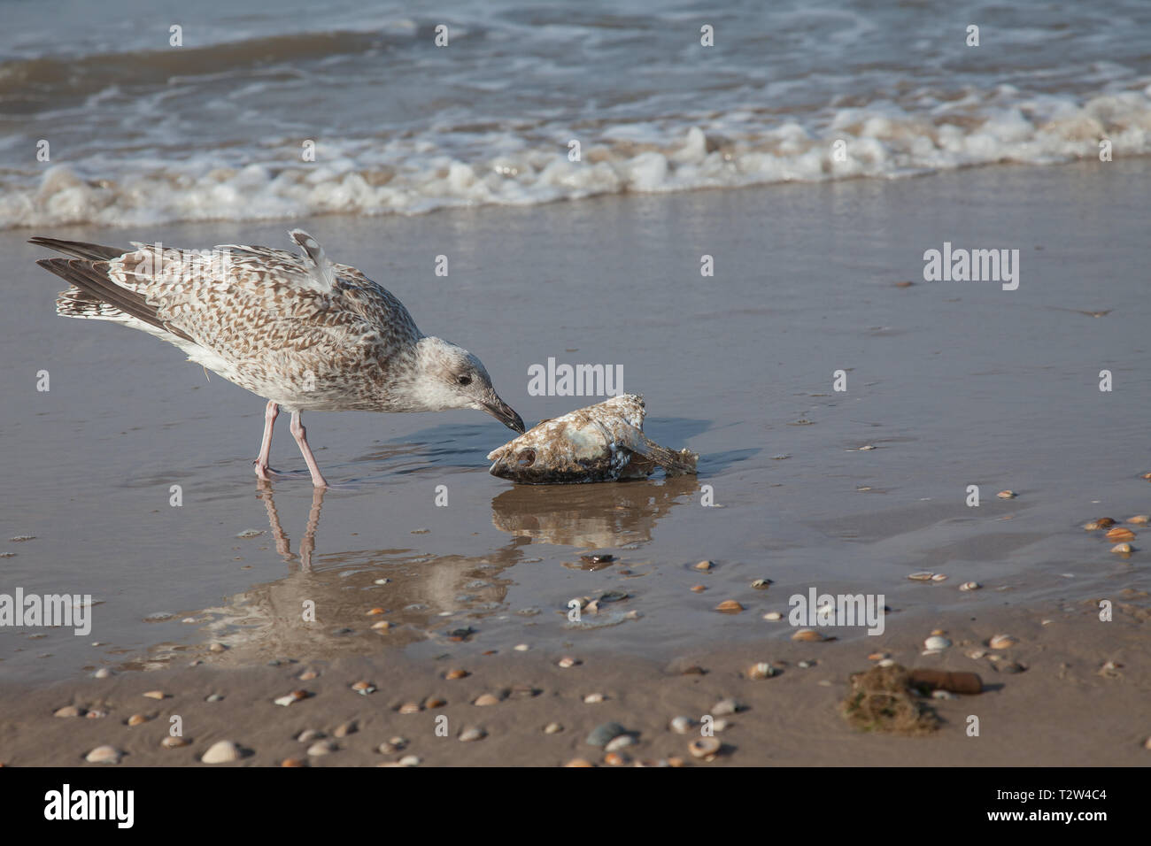 Eine junge Möwe kämpfen mit einem Fisch Kopf und Essen am Strand Stockfoto