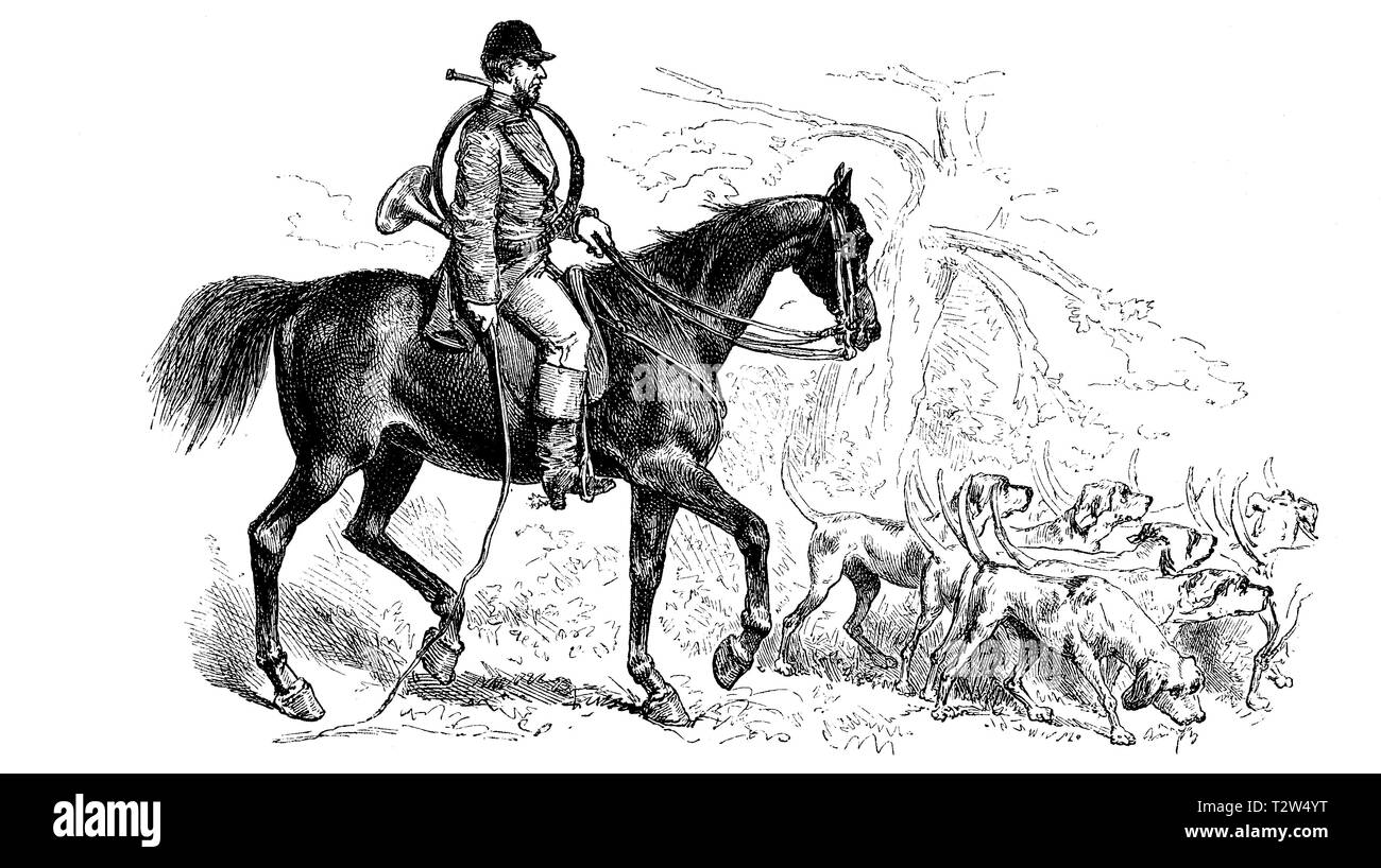 Oberpiqueur, verantwortlich Jagd Führer einer Parforcejagd und Dog pack, verantwortliche Jagdleiter einer Parforcejagd, und Hundemeute Stockfoto