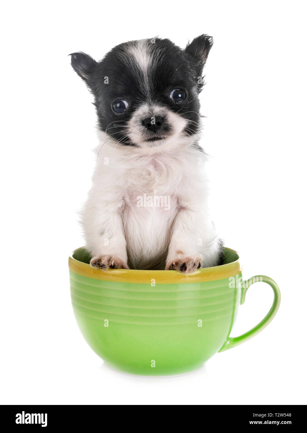 Little Chihuahua vor weißem Hintergrund Stockfoto