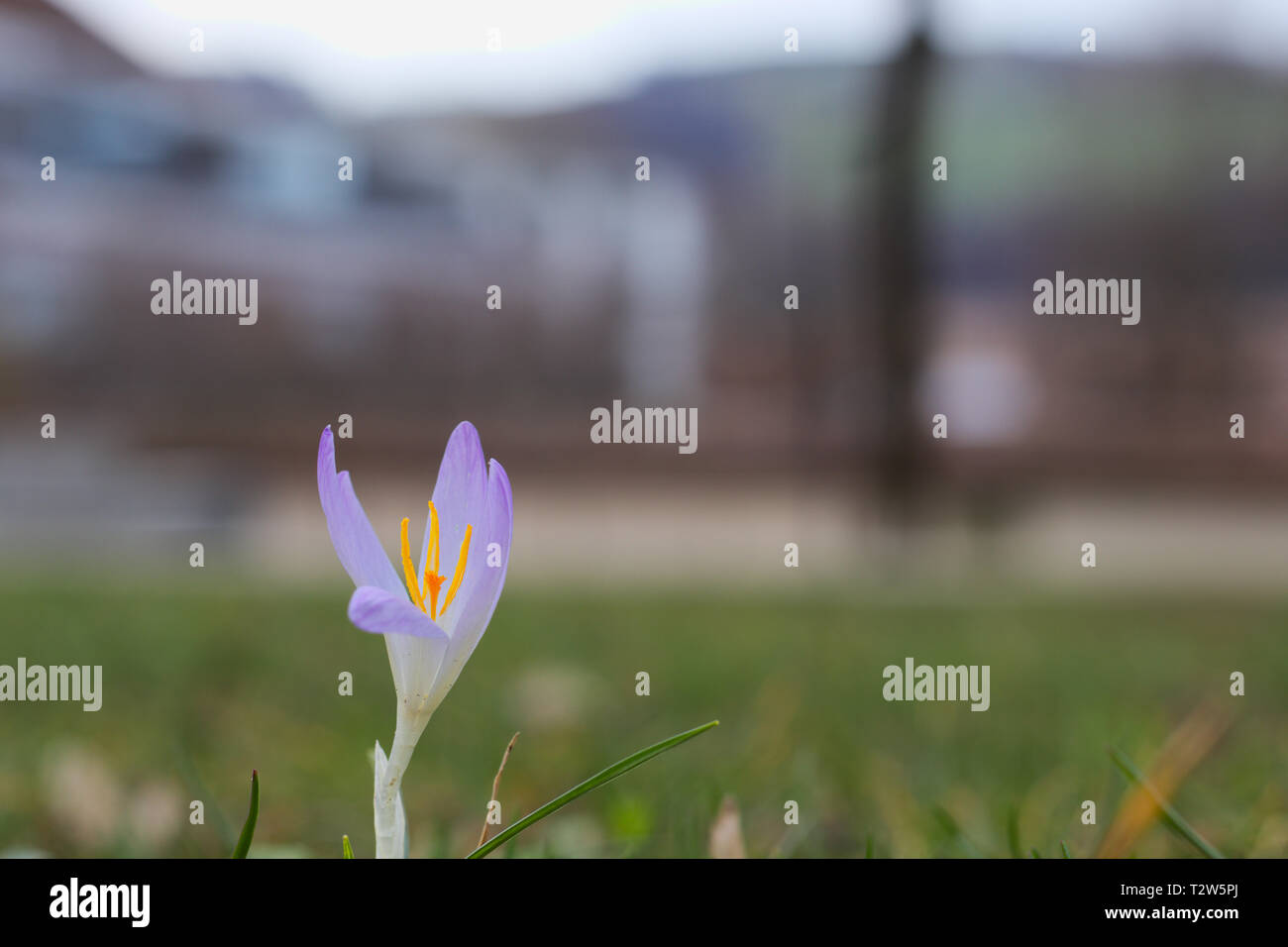 Single crocus im grünen Gras wächst. Stockfoto