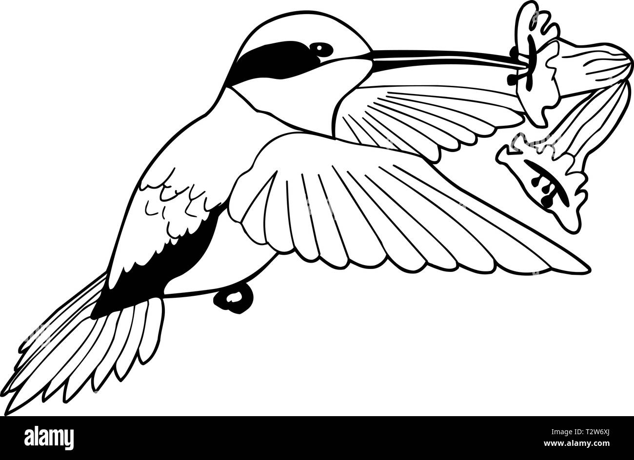 Allen Hummingbird's Vector Illustration Stock Vektor
