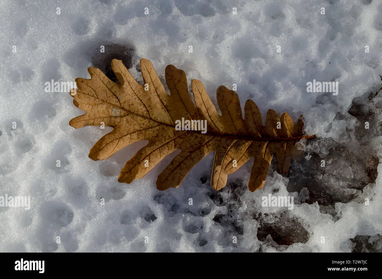 Natürlichen Hintergrund von trockenen Eichenlaub auf verschneiten Feld im Winter in der Nähe von Zavet, Bulgarien, Europa Stockfoto