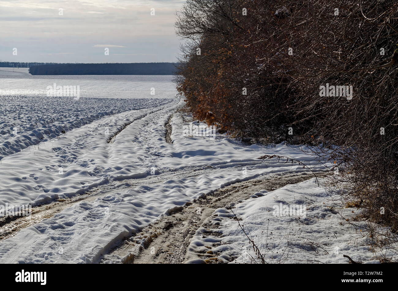 Winterlandschaft mit Piste zwischen offenen Feld und Laubwald in der Nähe von Zavet, Bulgarien, Europa Stockfoto