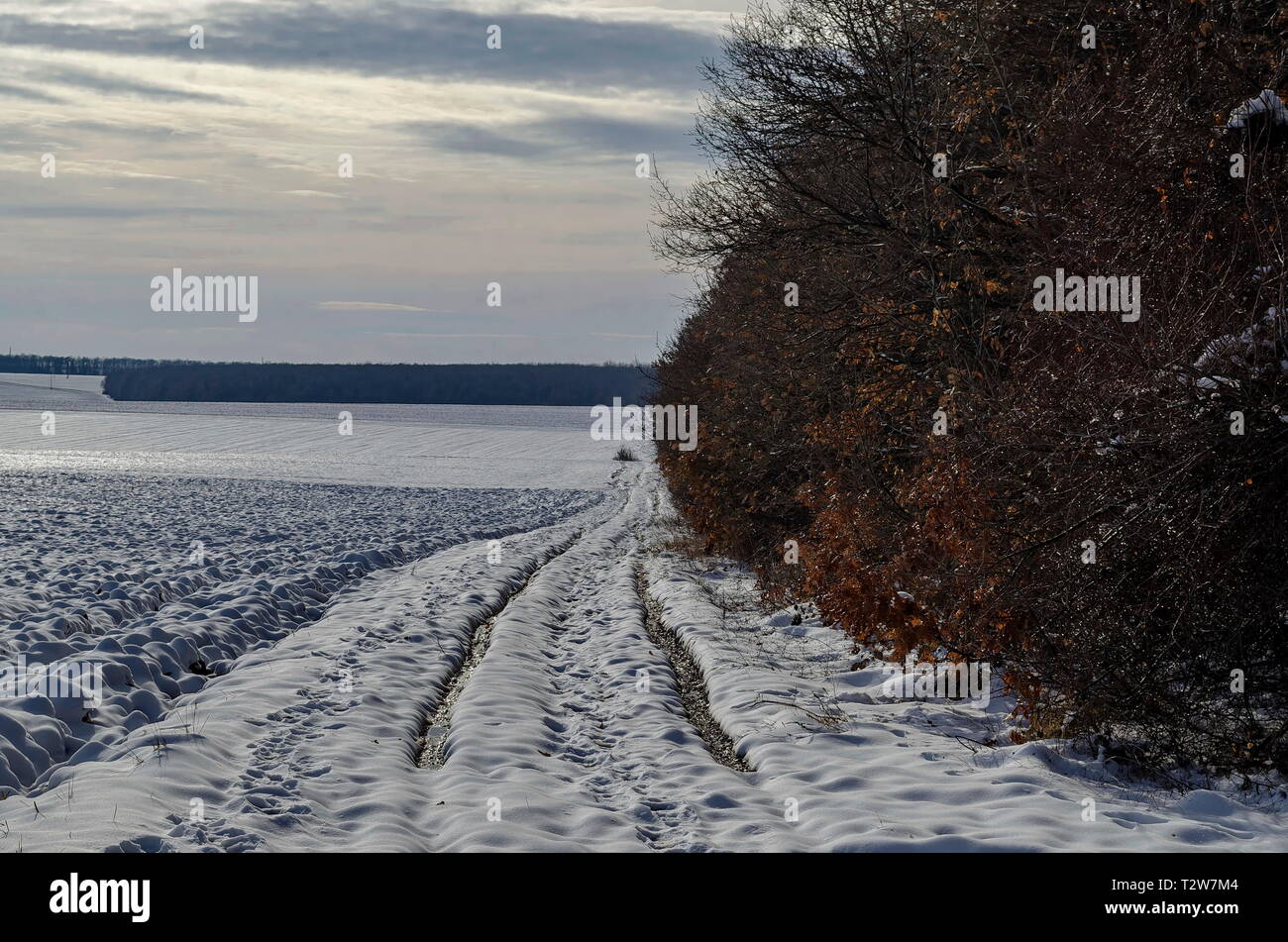 Winterlandschaft mit Piste zwischen offenen Feld und Laubwald in der Nähe von Zavet, Bulgarien, Europa Stockfoto