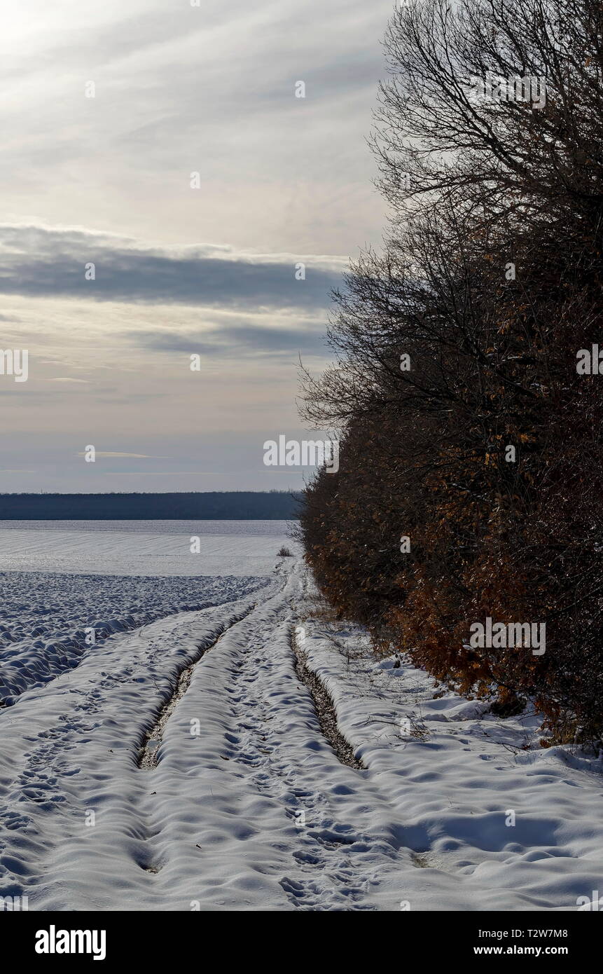 Winterlandschaft mit Piste zwischen offenen Feld und Laubwald in der Nähe von Zavet, Bulgarien, Europa Stockfoto