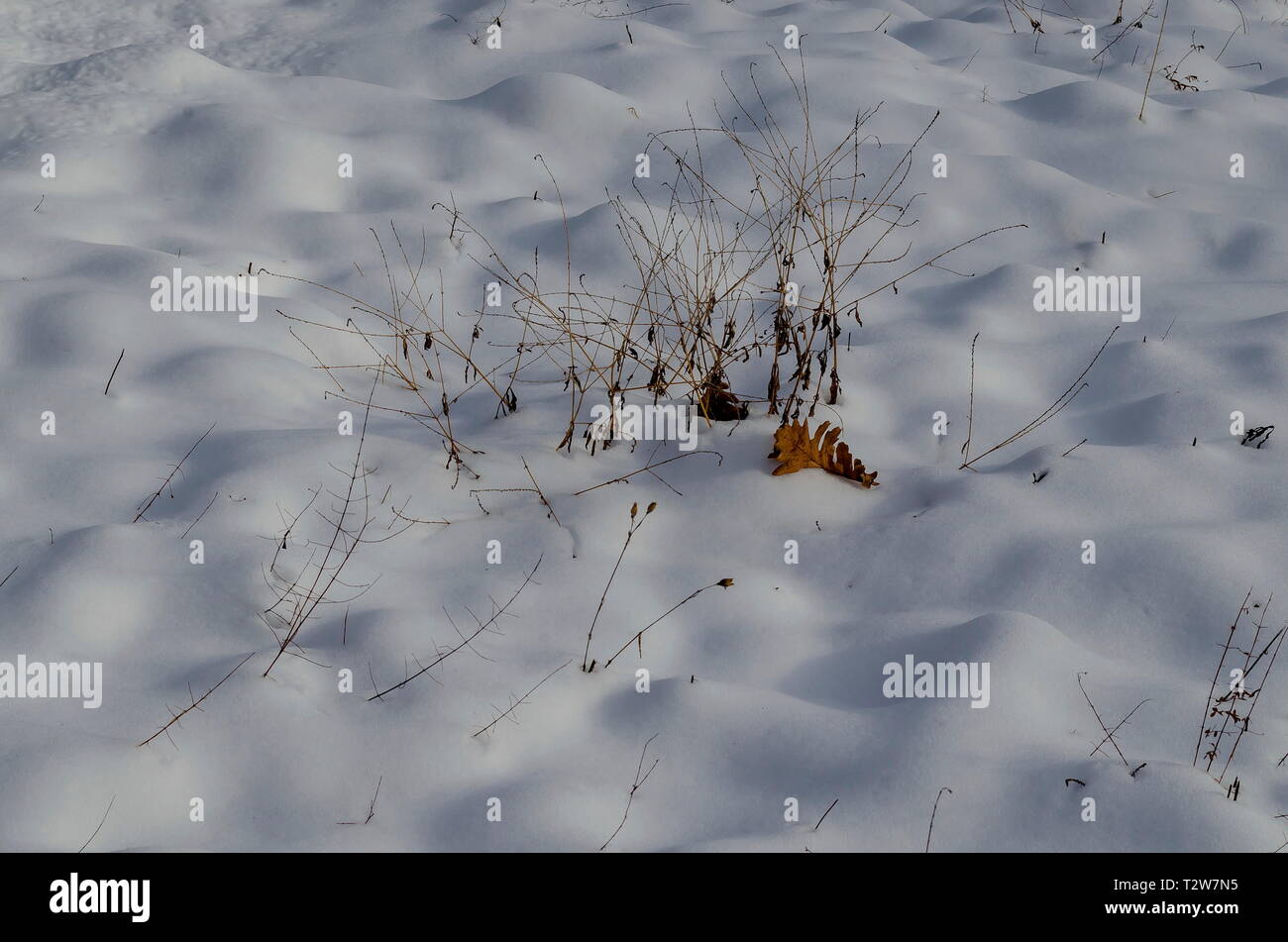 Natürlichen Hintergrund von trockenen Grashalm auf verschneiten Feld im Winter in der Nähe von Zavet, Bulgarien, Europa Stockfoto