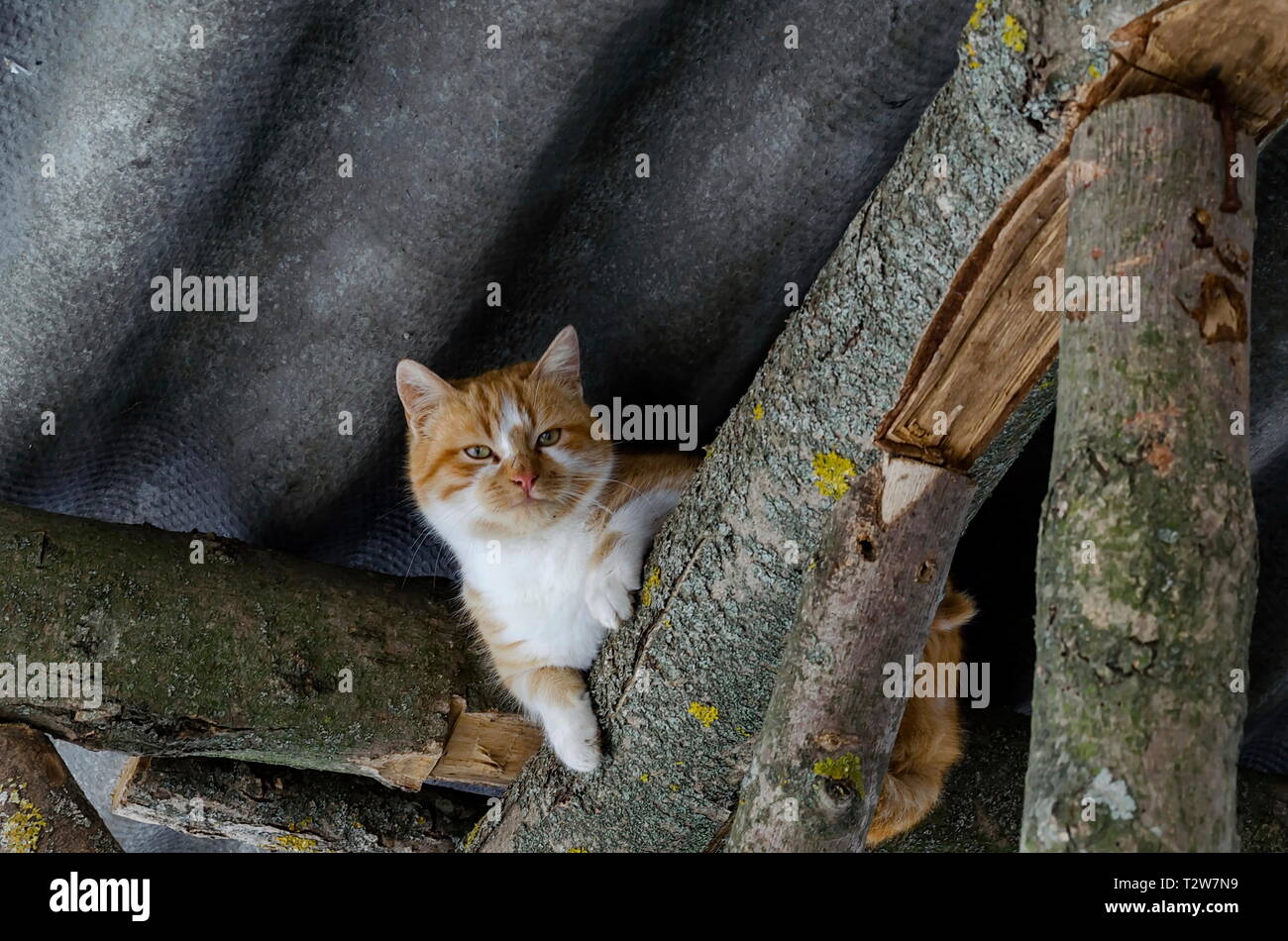Schöne gelbe Katze ruht auf einem Holzbalken unter dem Dach der einen Unterstand im Wald in der Nähe von Zavet, Bulgarien, Europa Stockfoto