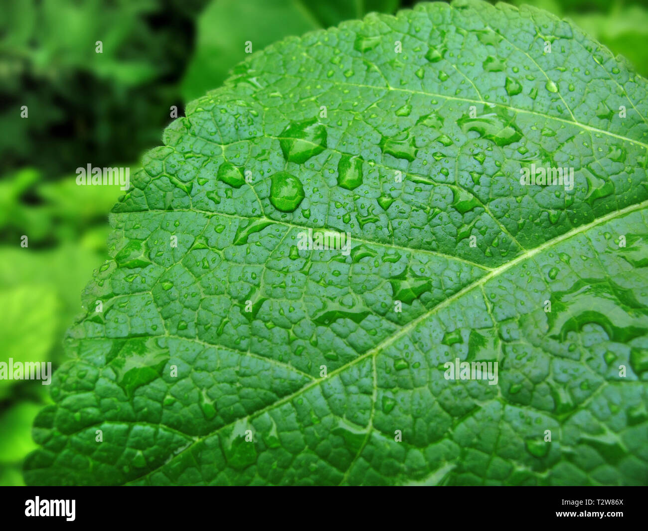 Nahaufnahme eines großen grünen Blatts mit Wassertropfen Stockfoto