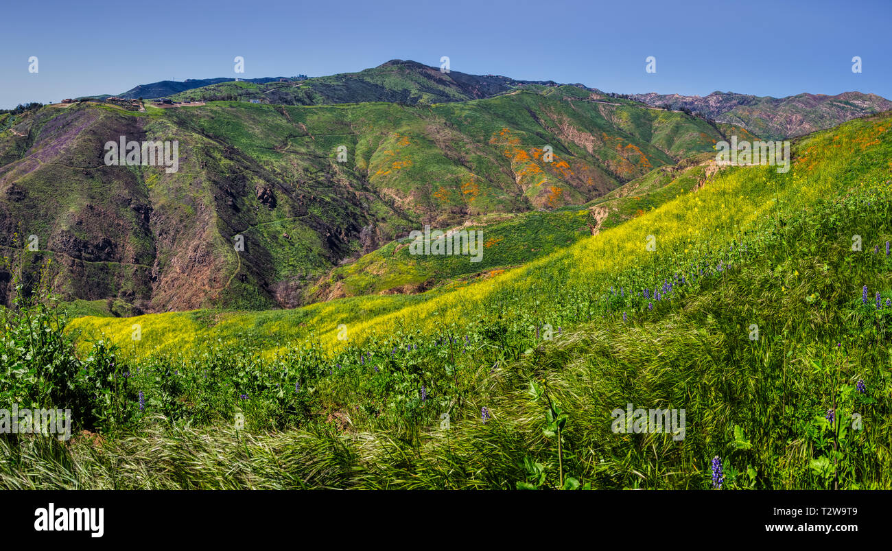 Bunte Palette von Wildblumen für Corral Canyon, Malibu, Kalifornien im Frühjahr 2019, vier Monate nach dem Woolsey Brand im November 2018 zerstört Stockfoto
